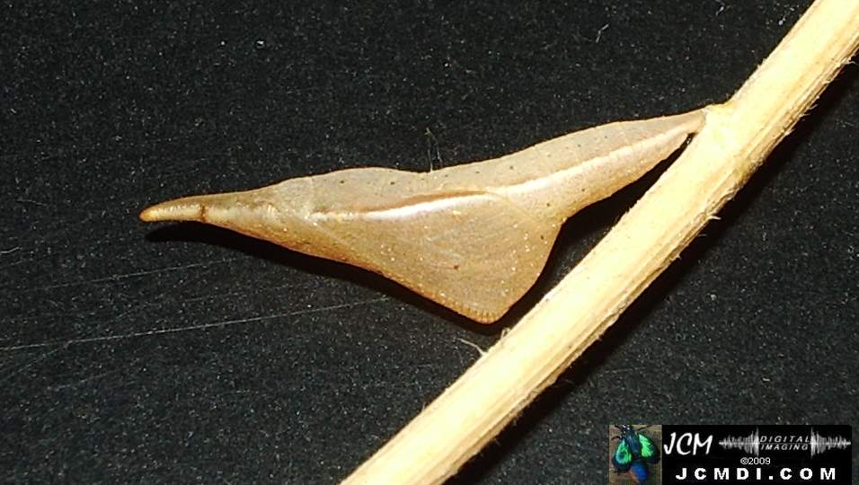 Sara Orange-Tip butterfly pupa